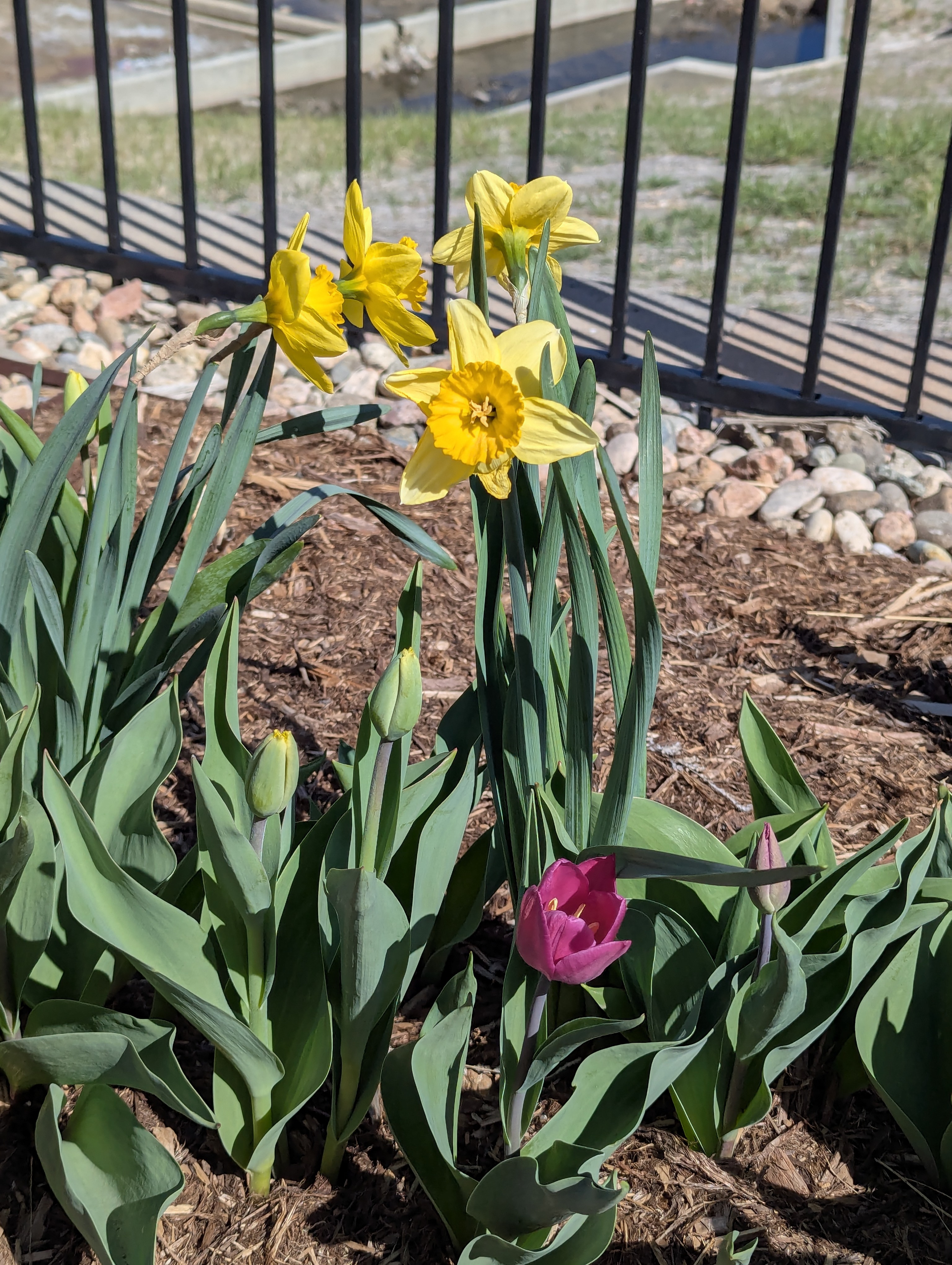 Garden, Flowers, Morrison, Colorado